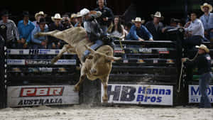 Bull Riding Actionat P B R Australia Event Wallpaper