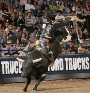 Bull Riding Competition Action Wallpaper