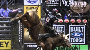 Bull Riding Contender Wallpaper