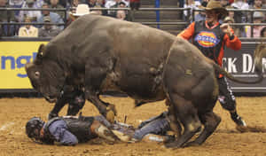 Bull Riding Mishap Wallpaper