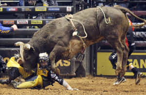 Bull Riding Mishapat Rodeo.jpg Wallpaper