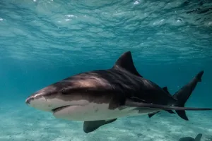 Bull Shark Swimming Underwater Wallpaper