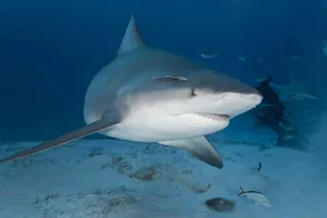 Bull Shark Swimming Underwater Wallpaper