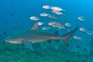 Bull Shark Swimming With Fish Wallpaper