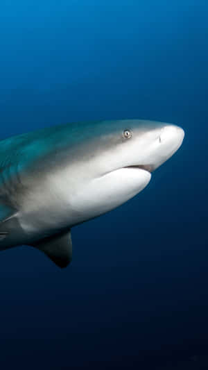 Bull Shark Underwater Portrait Wallpaper