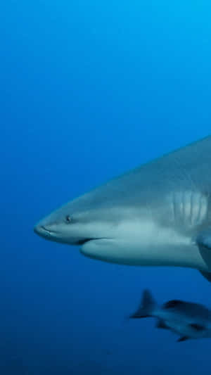 Bull Shark Underwater Profile Wallpaper