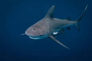 Bull Shark Underwater Swimming Wallpaper