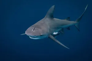 Bull Shark Underwater Swimming Wallpaper