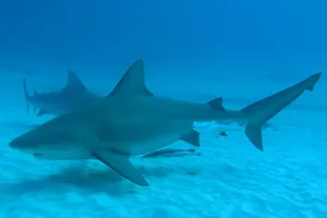 Bull Shark Underwater Swimming Wallpaper