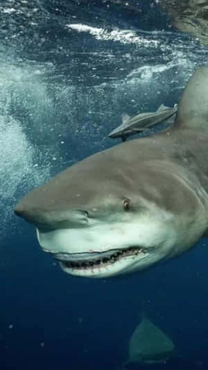 Bull Shark Up Close Wallpaper