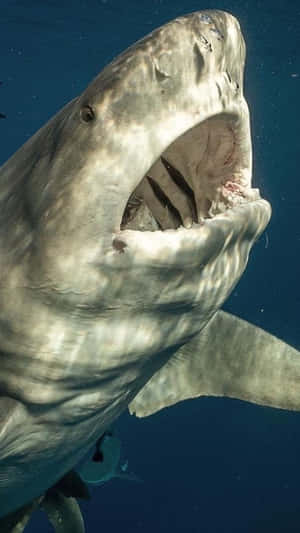 Bull Shark With Open Mouth Wallpaper