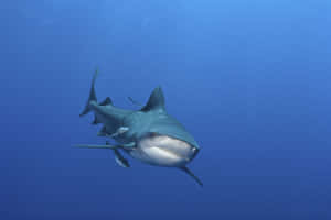 Bull Sharkin Blue Waters Wallpaper