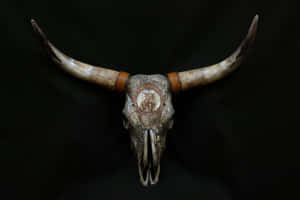 Bull Skull Will Bull Drawing On Forehead Wallpaper