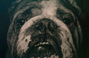 Bulldog Cute Puppy Sad Eyes Wallpaper