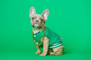 Bulldog In Green Shirt Wallpaper