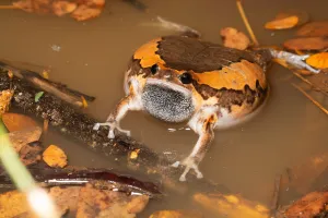 Bullfrogin Pond Wallpaper