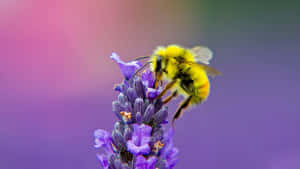 Bumblebeeon Lavender Blossom Wallpaper