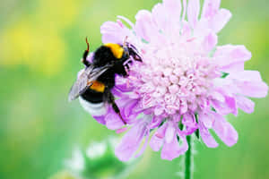 Bumblebeeon Purple Flower Wallpaper