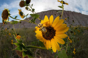 Bumblebeeon Sunflower Mountain Backdrop Wallpaper