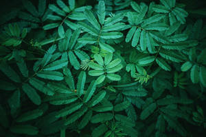 Bunch Of Aesthetic Lush Leaves Wallpaper