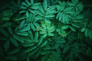 Bunch Of Aesthetic Lush Leaves Wallpaper