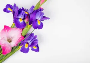 Bunch Of Gladiolus Flowers Wallpaper