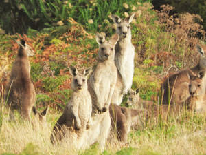 Bunch Of Kangaroos Wallpaper