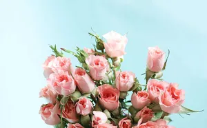 Bunch Of Pastel Pink Color Roses Wallpaper