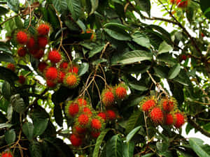 Bunch Of Ripe Pulasan Wallpaper