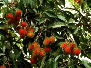 Bunch Of Ripe Pulasan Wallpaper