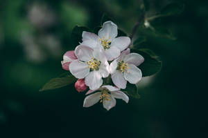 Bunch Of White Spring Flowers Wallpaper