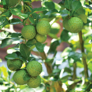 Bundle Of Kaffir Lime Fruits Wallpaper