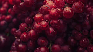 Burgundy Grapeswith Water Droplets Wallpaper