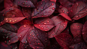 Burgundy Leaves Raindrops.jpg Wallpaper