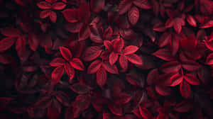 Burgundy Leaves Texture Wallpaper