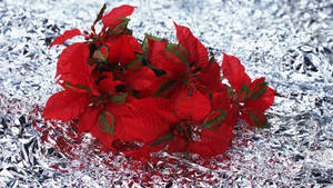 Burgundy Poinsettia On Foil Wallpaper