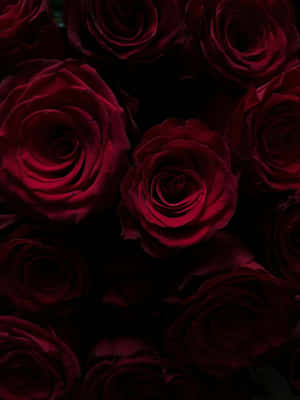 Burgundy_ Rose_ Blossoms_ Aesthetic.jpg Wallpaper