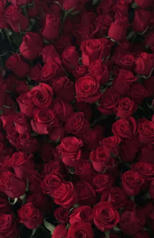 Burgundy Rose Bouquet Aesthetic Wallpaper