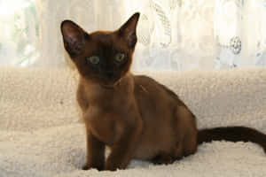 Burmese Cat Relaxing On Windowsill Wallpaper