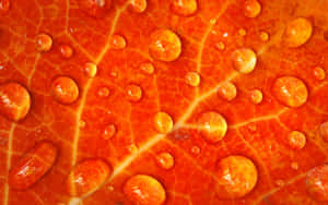 Burnt Orange Dew Drops Wallpaper