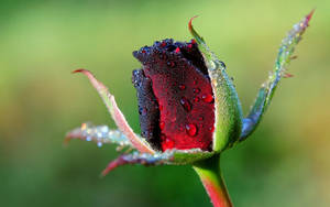 Burnt Red Rose Bud Wallpaper