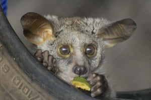 Bush Baby Eating Fruit Wallpaper