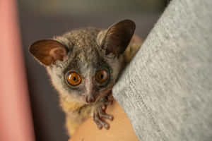 Bush Baby Peeking From Behind Wallpaper