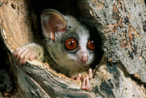 Bush Baby Peeking From Tree Hollow.jpg Wallpaper