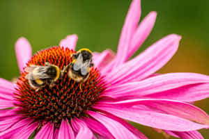 Busy Bees Collecting Nectar From Colorful Spring Flowers Wallpaper