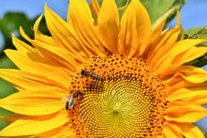 Busy Bees Collecting Pollen In A Vibrant Spring Garden Wallpaper