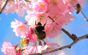 Busy Bees Enjoying Beautiful Spring Flowers Wallpaper