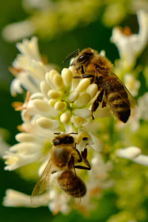 Busy Bees Pollinating Beautiful Spring Blossoms Wallpaper