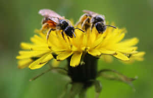 Busy Bees Pollinating Colorful Spring Flowers Wallpaper