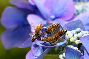 Busy Bees Pollinating Flowers In Spring Wallpaper